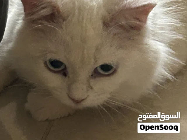 قطة شيرازية بيضاء