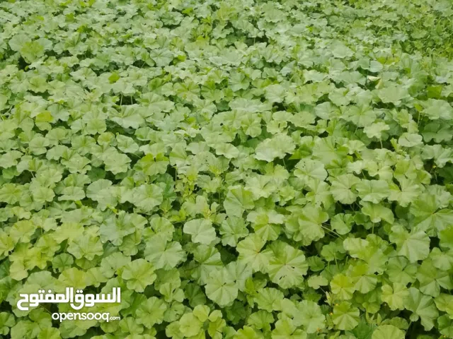 شقة صغيرة  مفروشة ممتازة بيت جالا