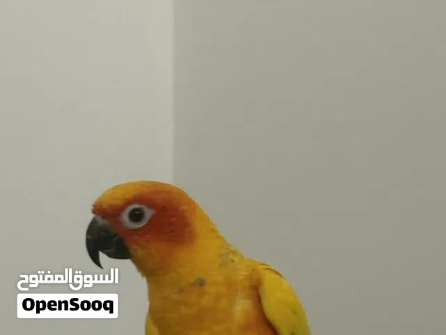 بغبغاء صن كنيور