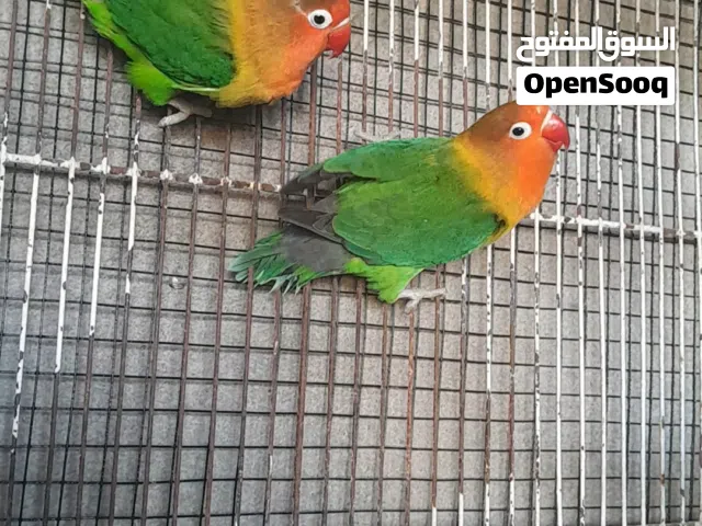 بركاديلو فيشر