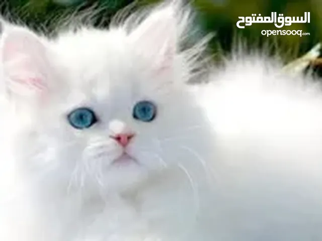 قطط للبيع في القاهرة : قطط صغيرة : قطط شيرازي : فرعوني : مع صور