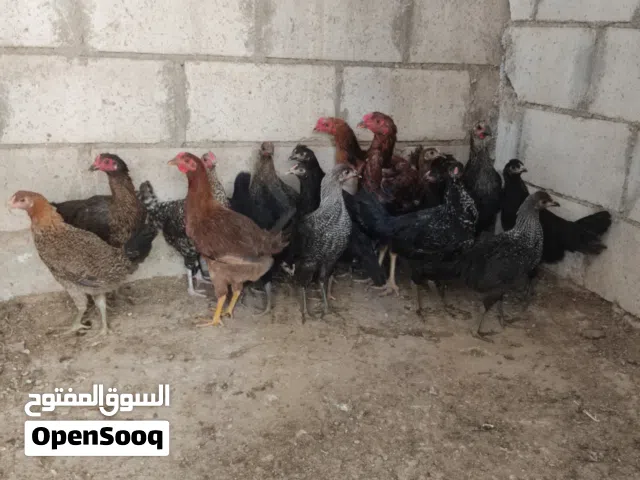 مجموعة طيور وحيوانات للبيع شوف كل الصور
