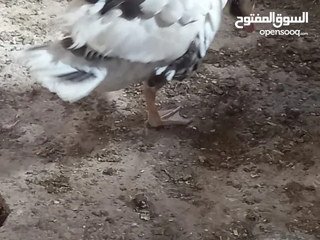 وز و بط للبيع وز الحبة 7 و بط 4