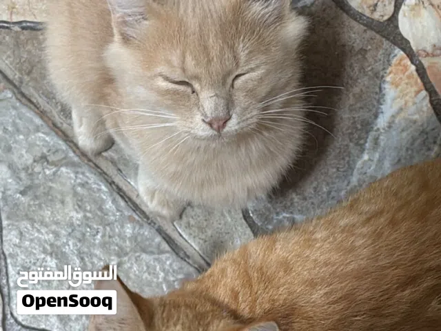 قطط للتبني / Cats for adoption