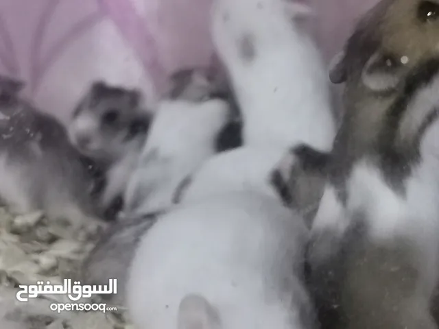 هامستر سوري للبيع بسعر مناسب