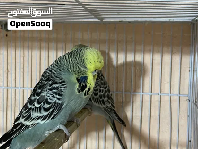 طيور حب نكليزي