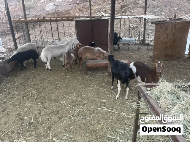 جعد يمنيات