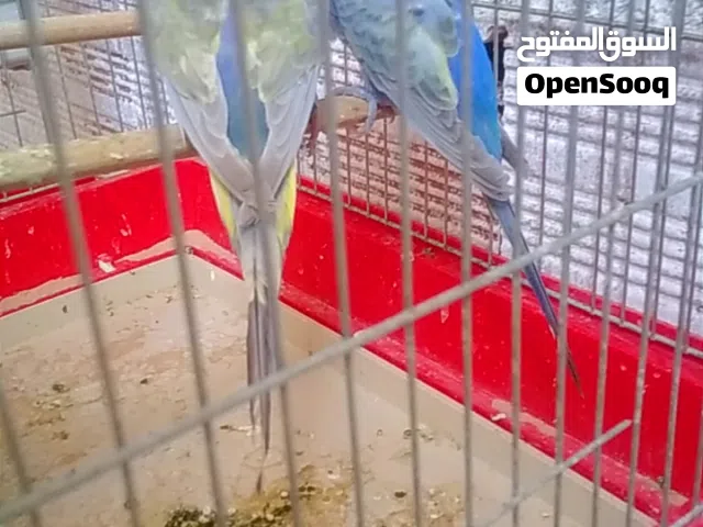 السلام عليكم /متاح بفضل الله كوبيه رينبو تحتها زوز فروخ ومزال تفرخ