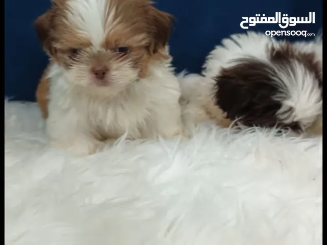 Shih-tzu Puppies available for rehoming