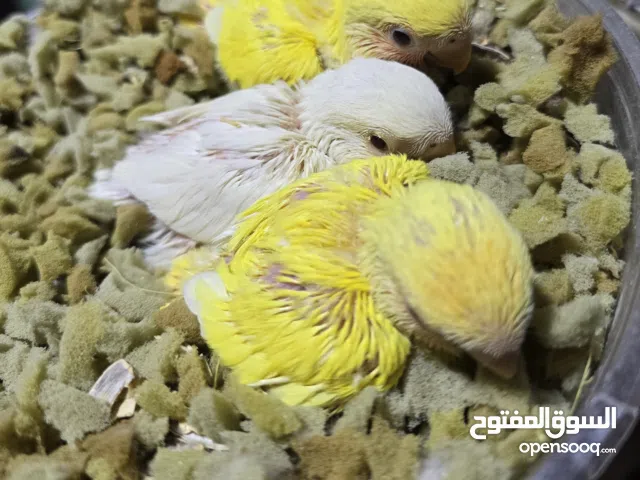 Rose Bird Hand Feeding Chicks.  Orange Opaline and White Albino.  فرخ روز
