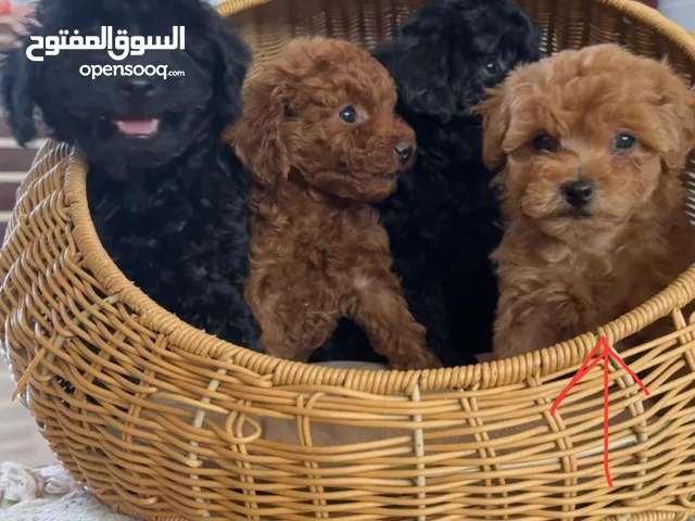 Poodle for sale