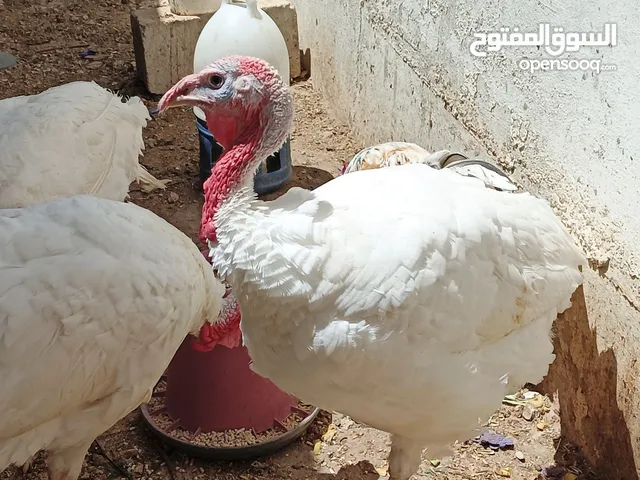 حبش ابيض للبيع