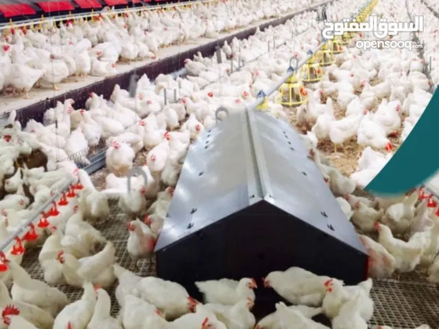 مطلوب شريك ممول مزرعه في ابو ظبي سويحان الانتاج الزراعي و الانتاج دواجن