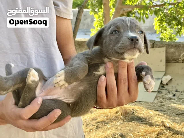 كلاب بيتول بيور 100% بلو نوز