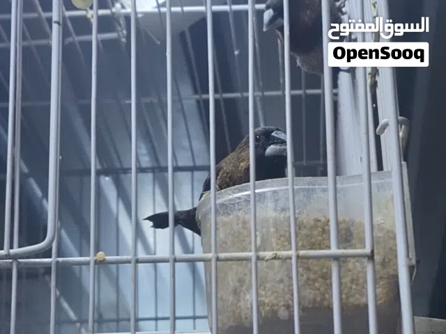 بنكالي حجم روماتي