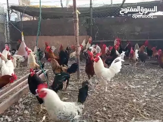 ديكة خليط عمانية / فرنسية للبيع