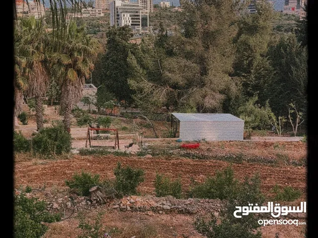 محمد صلاحات