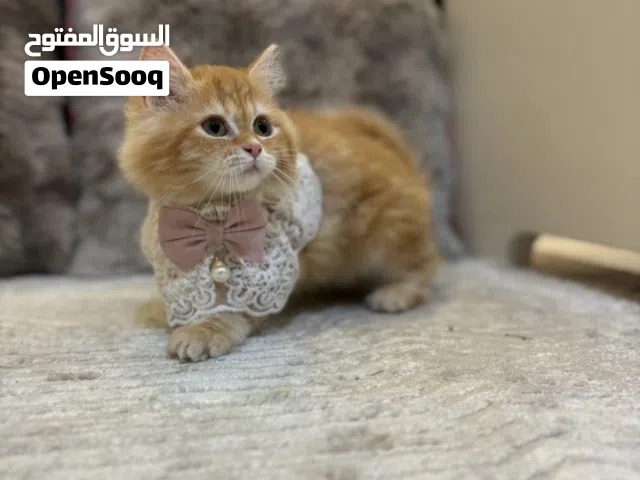 قطط للبيع انثى