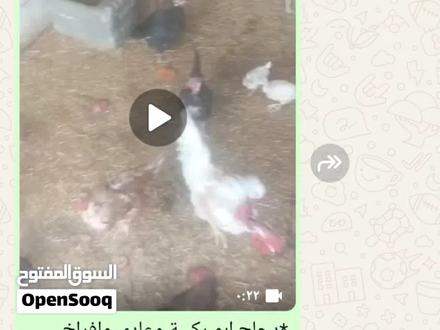 *دجاج ابو ركيبة وعادي وافراخ كذالك للبيع ابي الخصيب شراي يراسلني