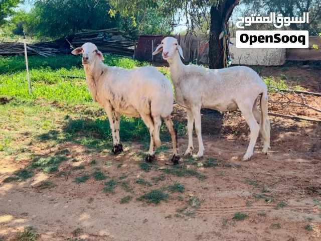السلام عليكم