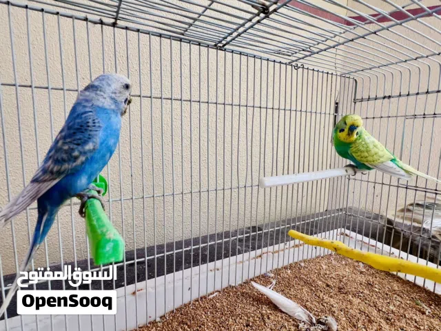 كوبيا سبانجل تحتها 2 فروخ