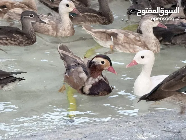 اوز وايت سوان اوز هاواي اوز بلاك سوان