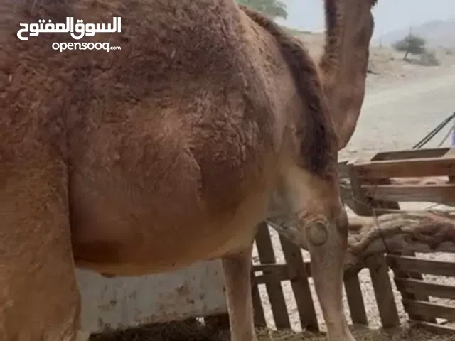 بكره لحم طيب الكيلو ي5