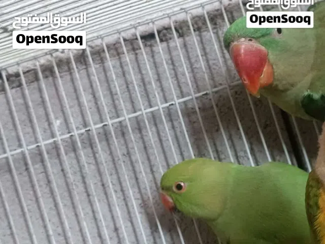 طيور درة نيبالي + هندي البيع