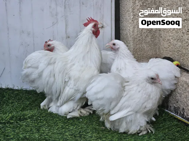 زوجين كوشن وايت من امهات استيراد