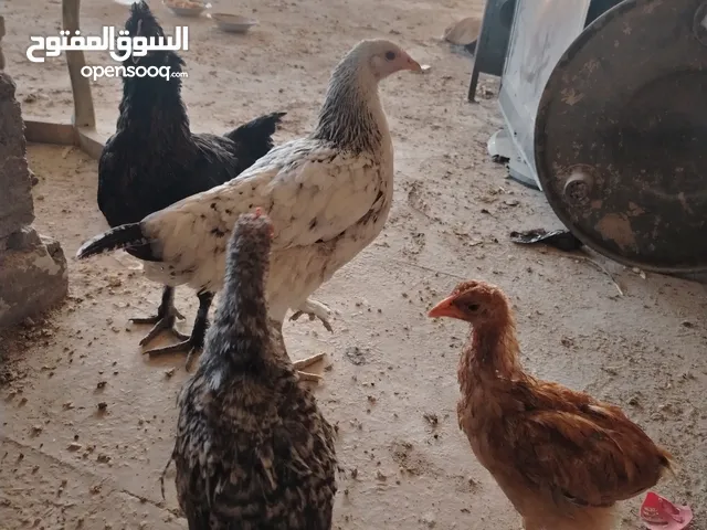 دجاج بلدي للبيع