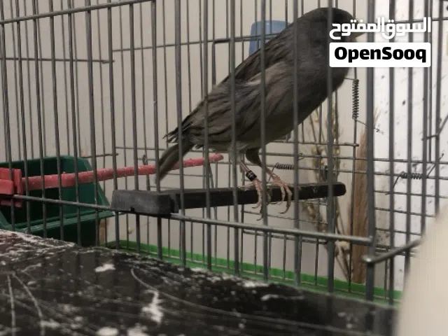 ذكر كناري يورك خوصه 2025 انتاج محلي