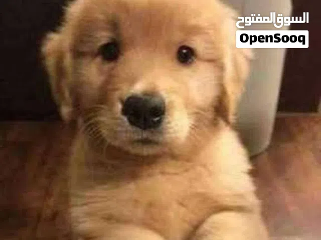 عايزه جرو جولدن شهرين