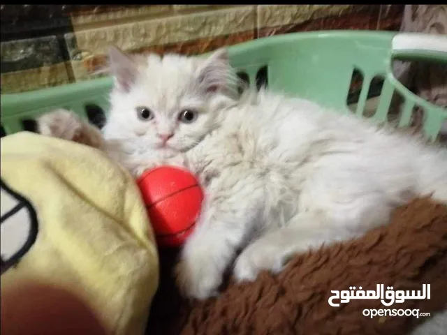 قطة نوعها مكس سعرها 70