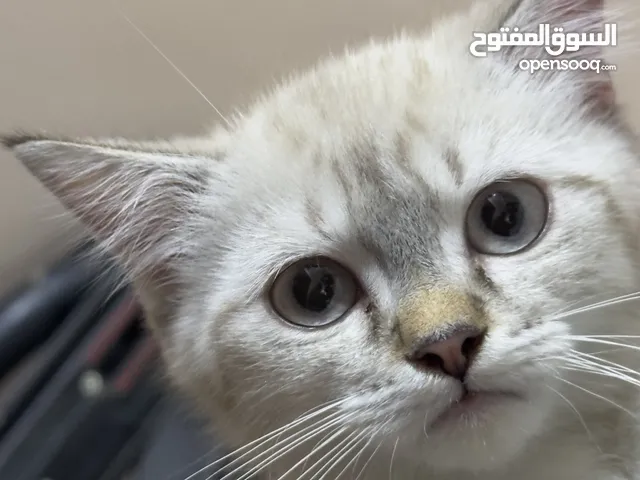 قطه للبيع مع اكل و الحمام عمرها شهرين ونص انثى