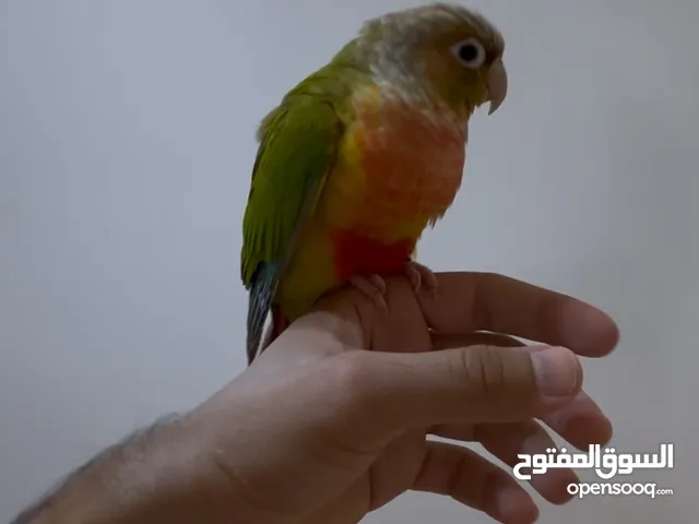 كنيور أنناس ترويض فل الفل