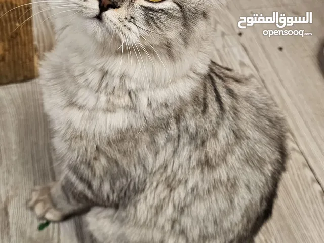 قطط للتبني النوع / الام شيرازيه والاب سكوتش فولد