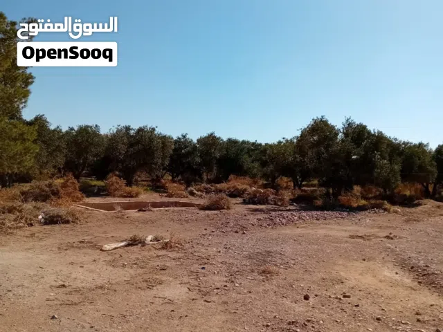 دونم للبيع الشونة الشمالية منطقة الساخنة خلف الشركة التركية بسعر مميز