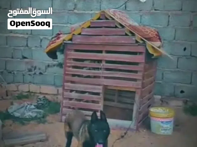 السلام عليكم جرو ملينواء العمر 9 شهور اقرا الوصف
