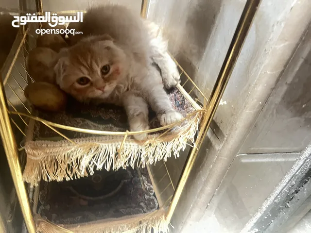 قط انثى للبيع سوكتش اذان مطويه