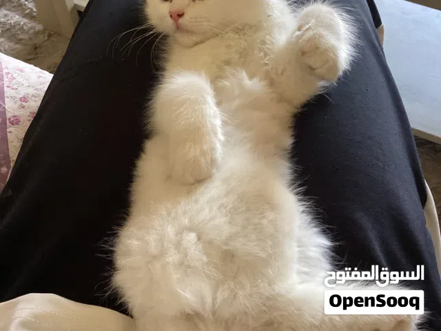 Scottish + Turkish mix  white female kitten for sale- 3 months old  - with everything - negotiable