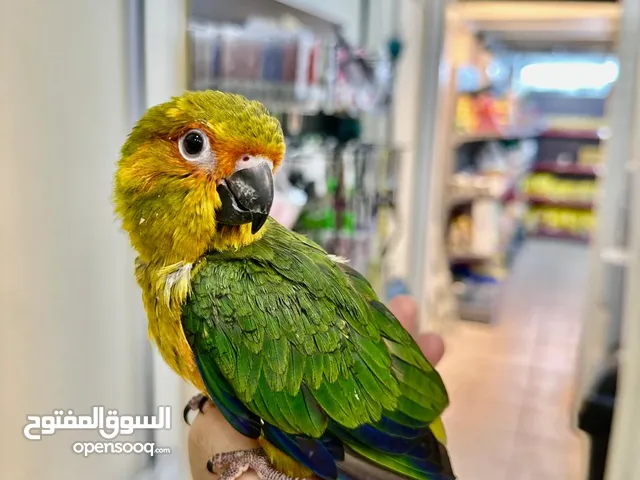 Baby Sun Conure 3 Months Old – Hand Tamed & Playful