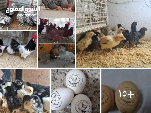 بيض مخصب و صيصان لسلالات دجاج نادره على مستوى العالم