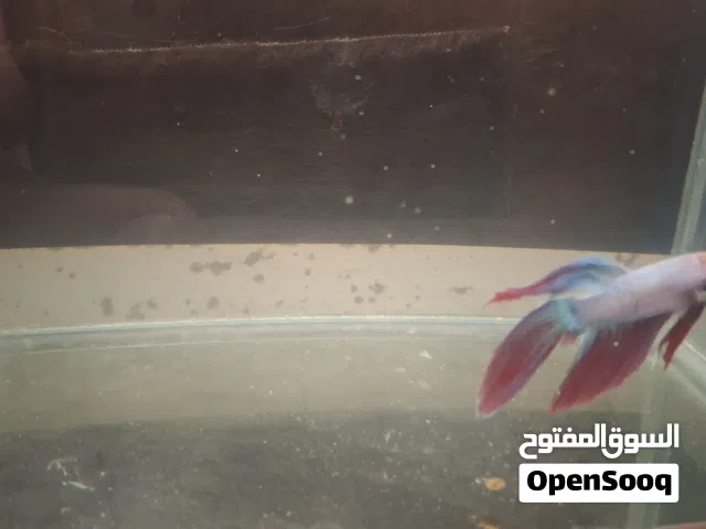 سمكه فايتر لساتها صغيره مع اكلها والحوض