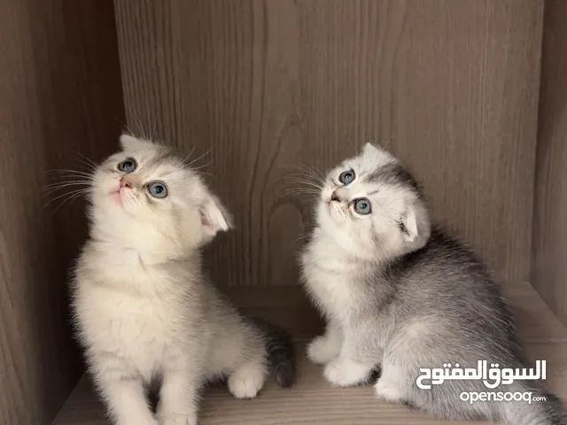 Scottish fold females