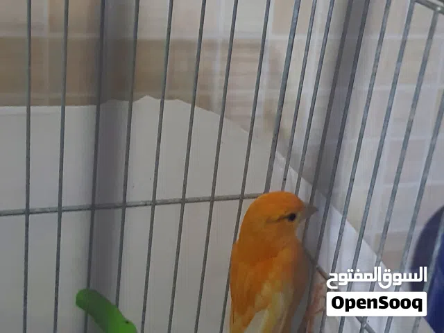 ذكر احمر دم تغريد سحب اربد