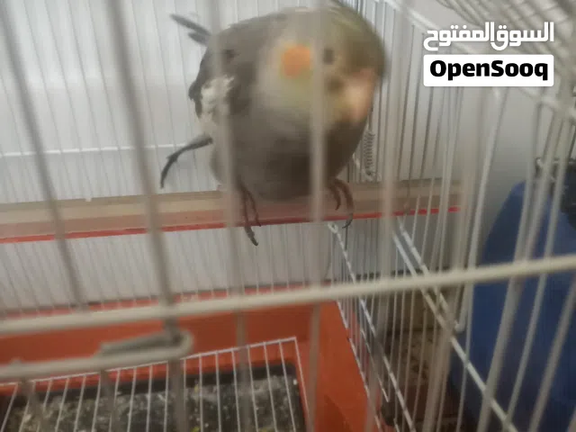 طيور كوكتيل حجم جانبو الزرقاء خلف شارع الفروق هاتف . الله تبارك لصاحب النصيب بعد الصلى على