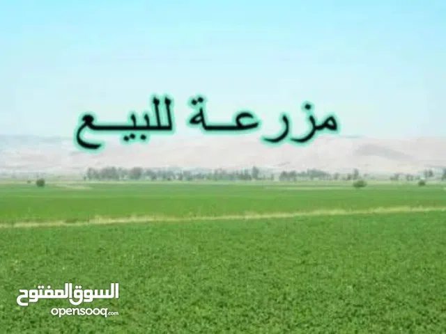 هكتار للبيع في وادي الربيع مثلت القيو بالقرب من جامع التوحيد علي القطران الفرعي