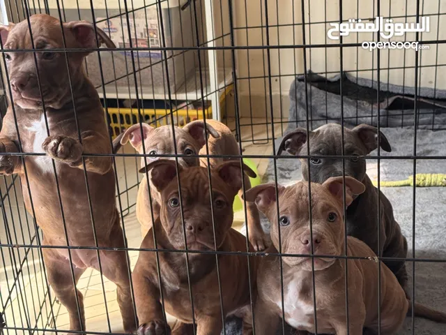 Pocket American Bully Puppies