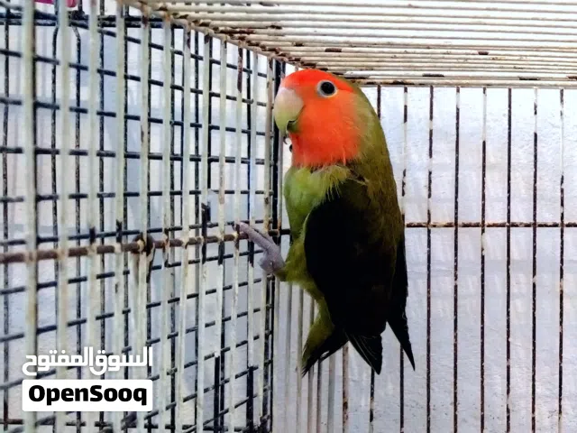 ذكر بركاديلوا مصوقر قبل