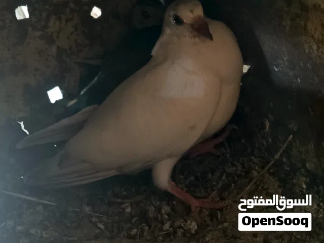 حمام للبيع  موجود